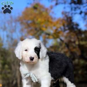 Jordan, Sheepadoodle Puppy